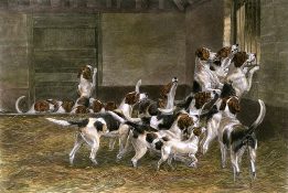 fox hounds etching