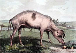 French Hog after landseer