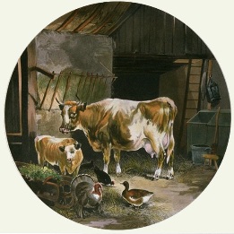 Contentment, cattle in barn