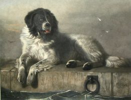 Newfoundland dog portrait