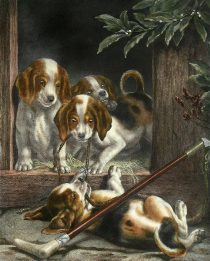 fox hounds etching