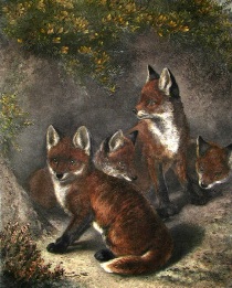 Young Freebooters, fox cubs