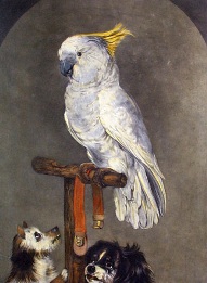 Parrot, Knight of the Garter, after bateman