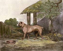 bulldog dog print