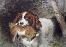 Springer Spaniels with rabbit