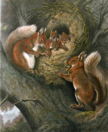 A Little Freehold, squirrels after carter