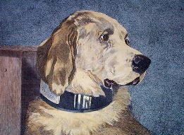 Golden Retriever etching