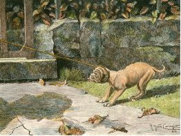 Bull Mastiff etching