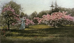kew gardens, trees in blossom