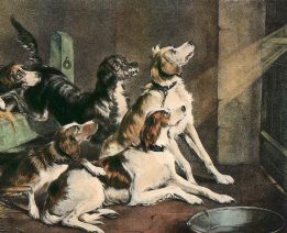 Setters, dog picture