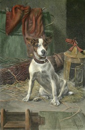 I Smell A Rat, terrier after weekes