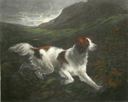 Favourite Setter, hand colored print