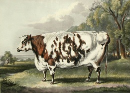 The Everingham Cow, after william Davis