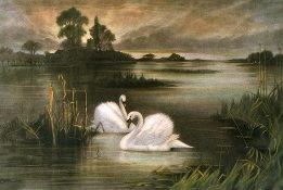 swans, Lords of the Mere, after val davis