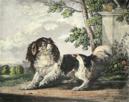 King Charles Spaniel, after george hunt