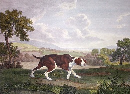 hand coloured print of Spanish Pointer