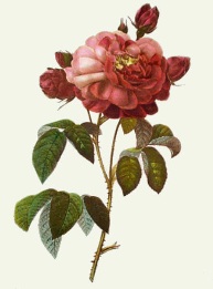 hand coloured redoute print