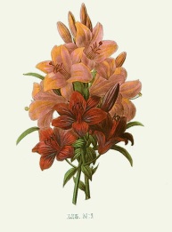 hand coloured redoute flowers