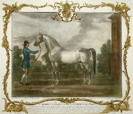 Crab, race horse