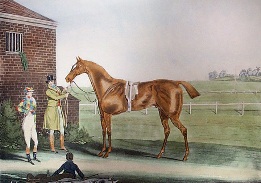 barefoot, racehorse portrait