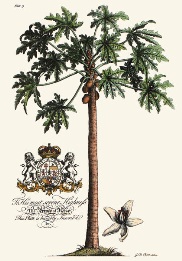 Female Papaya Tree