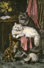 various cats, hand colored print