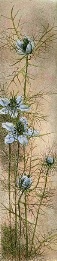 upright hand coloured flower print
