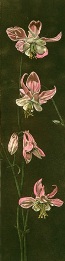 Columbine, decorative print