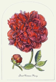 Great Crimson Peony, hand coloured print