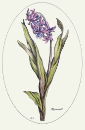 Hyacinth