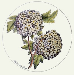 Guelder Rose