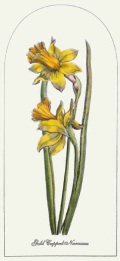 Gold Cupped Narcissus