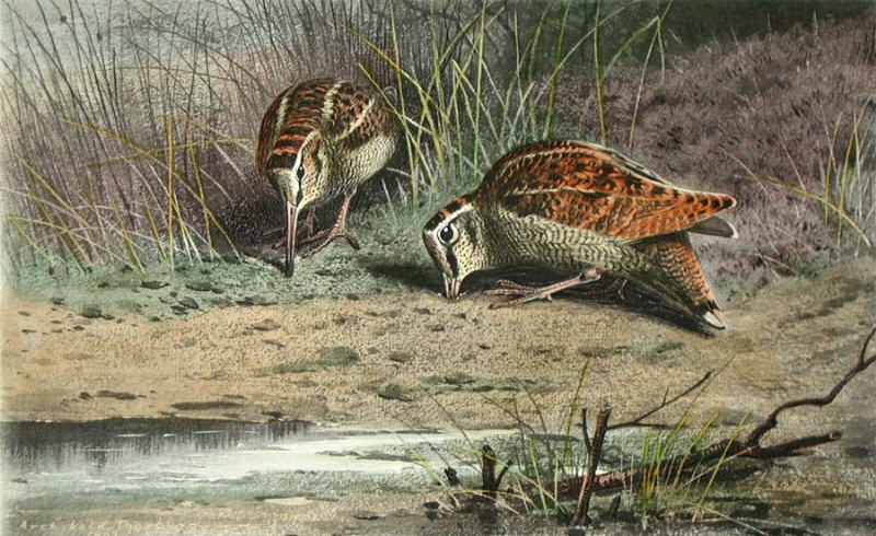 Hungry Woodcock