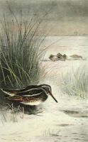 Jack Snipe