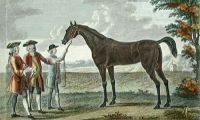 Othello (Horse)