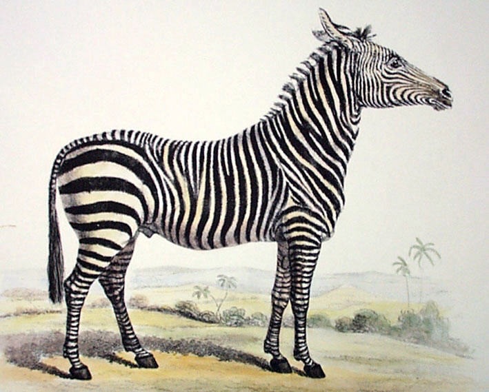 Zebra