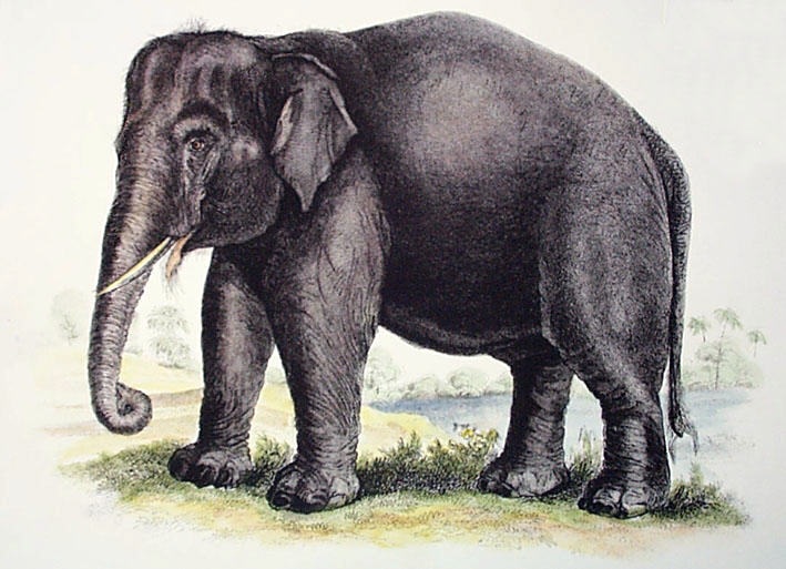 Elephant