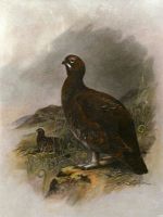 Grouse