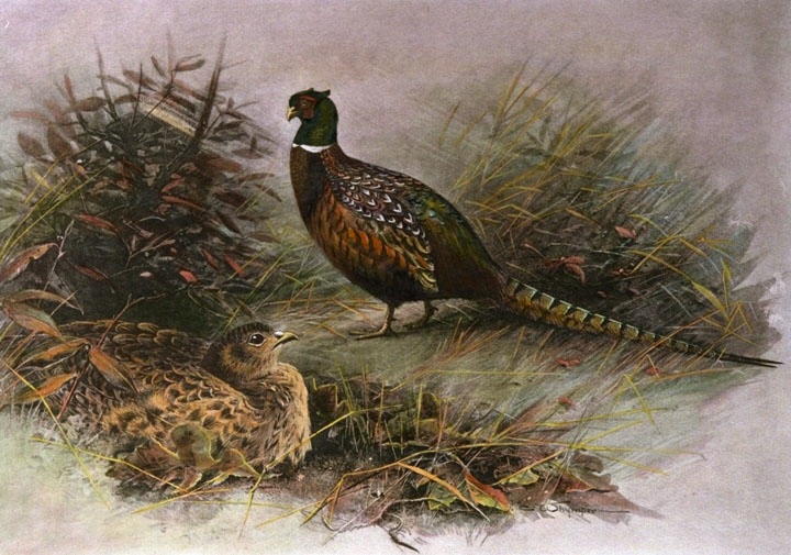 Pheasant
