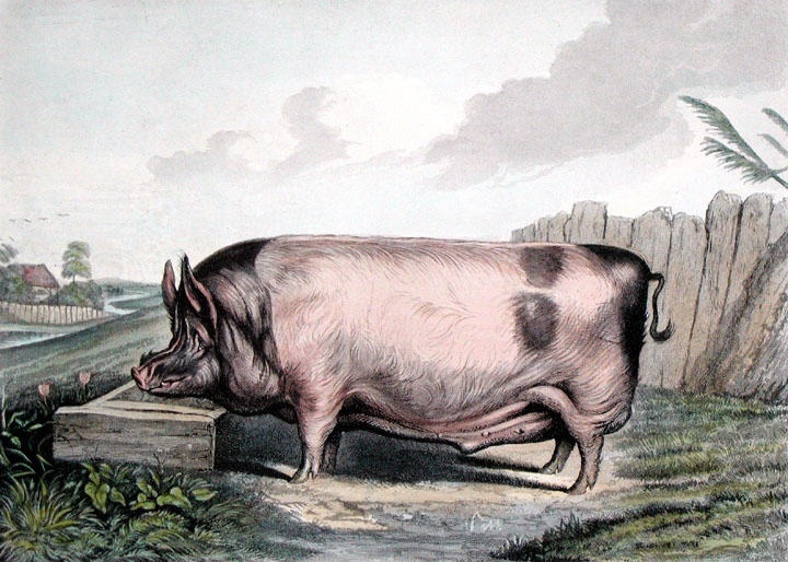 British Boar (large)
