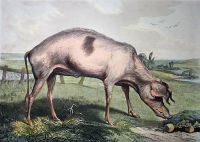 French Hog (large)