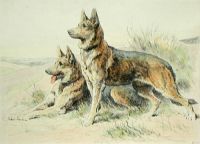 Alsatians