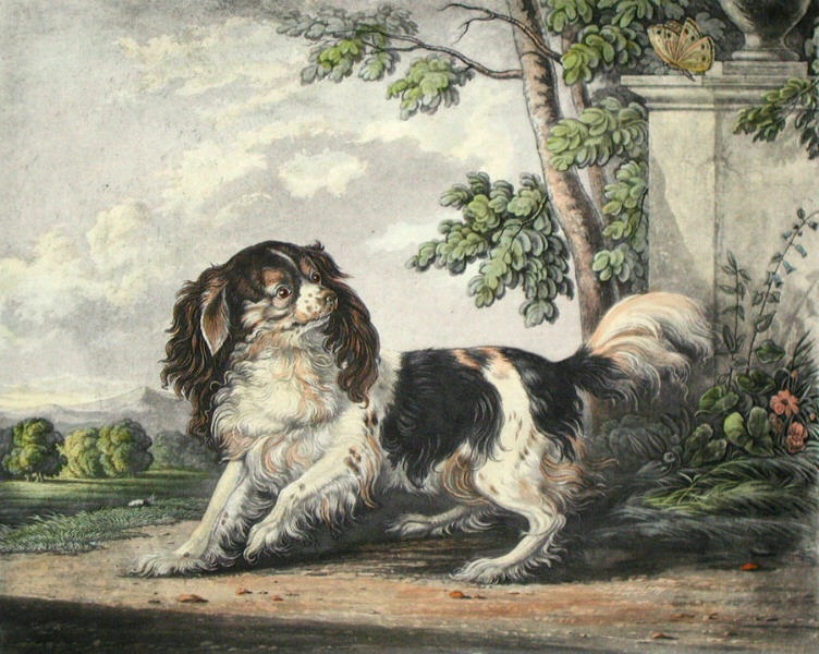 King Charles Spaniel