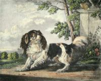 King Charles Spaniel