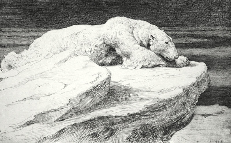Polar Bear at Rest