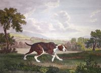 Spanish Pointer