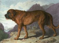 Alpine Mastiff