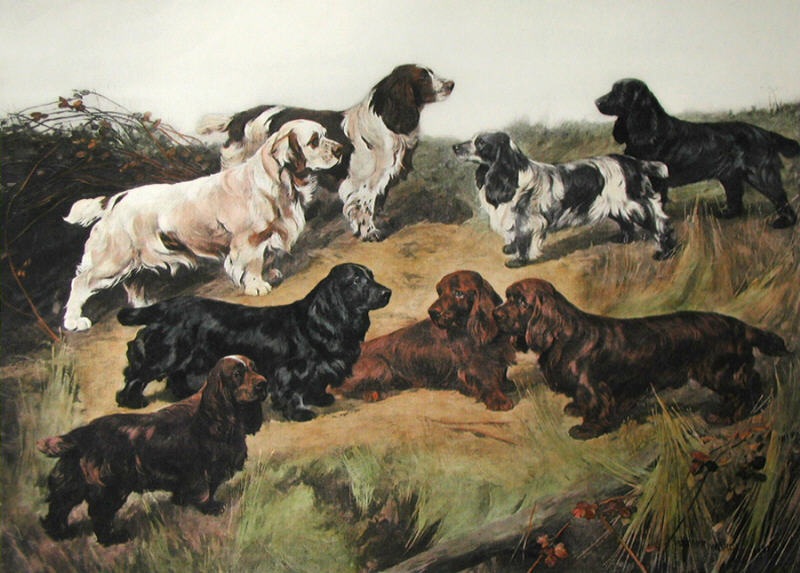 Field Spaniels of 20th Centur