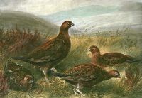 Grouse