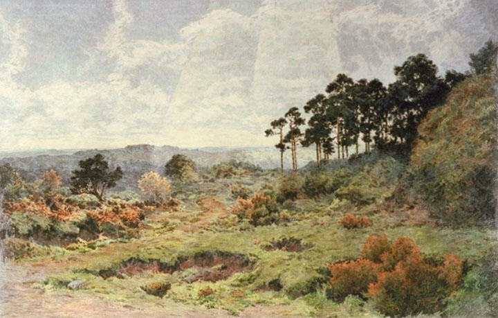 Wild Surrey